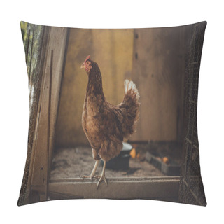 Personality  Image - Hen Standing In Dirty Hen House On Sunny Day. Illuminated Hen With Natural Light Posing To Camera In Farmyard (garden). Close Up Of Chicken Standing On The Edge Of Wooden Table In Barn Yard  Pillow Covers
