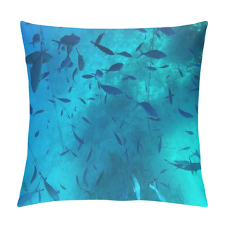 Personality  Underwater World Of The Red Sea In Egypt Pillow Covers