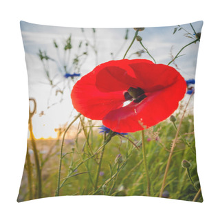 Personality  Radiant Red Poppy Flower In Summer Evening Sun With Bokeh Backgr Pillow Covers