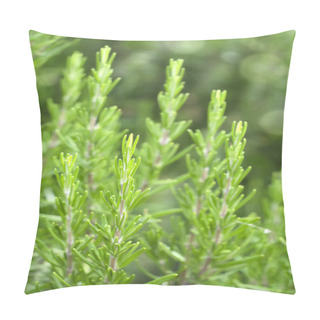 Personality  Rosemary Pillow Covers