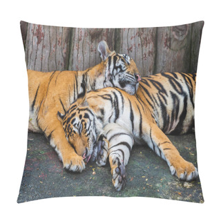 Personality  Two Bengal Tigers Resting And Sleeping Pillow Covers