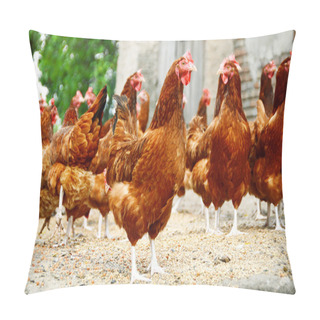 Personality  Chickens On Traditional Free Range Poultry Farm Pillow Covers