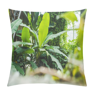 Personality  Beautiful Tropical Rainforest Greenhouse With Various Plants And Window On Background Pillow Covers