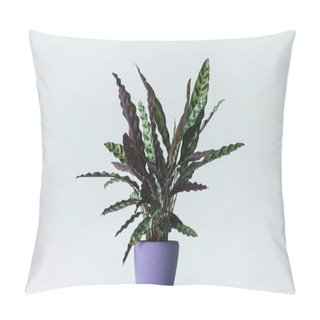 Personality  Calathea Lancifolia In Pot Isolated On Grey Background  Pillow Covers