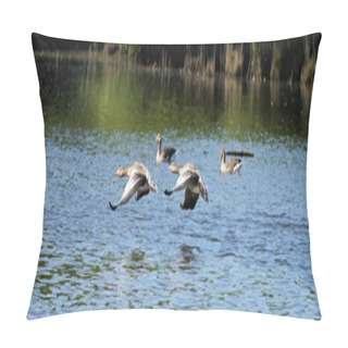 Personality  A Group Of Gray Geese, Dark Gray-brown Goose, Swimming In The Water, Wide Long Cover Or Banner. Pillow Covers