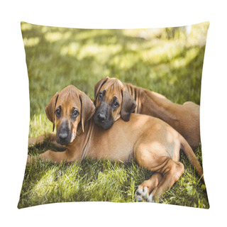 Personality  Two Rhodesian Ridgeback Puppies Lying On The Grass Pillow Covers