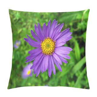Personality  Violet Alpine Aster . Pillow Covers