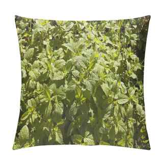 Personality  Melissa Officinalis Pillow Covers