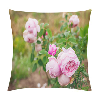 Personality  Spirit Of Freedom Rose Blooming In Summer Garden. Pink Flowers On English Climber. Young Shrub By Austin. Close Up Pillow Covers