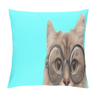 Personality  Funny Nerdy Metis Cat Hiding Her Face From Camera And Wearing Eyeglasses On Blue Background Pillow Covers