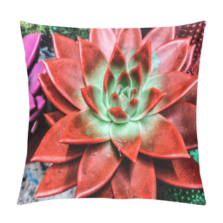 Personality  Red Echeveria Agavoides Plant - Close Up Pillow Covers