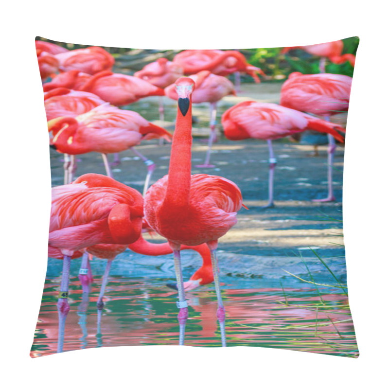 Personality  Flamboyance of Flamingos pillow covers