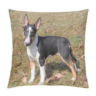 Personality  The Portrait Of Miniature Bull Terrier Pillow Covers