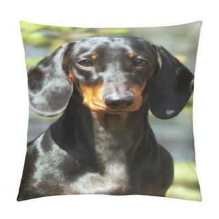 Personality  Dog German Haired Dachshund In The Summer Pillow Covers