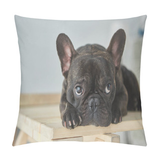Personality  Close-up View Of Adorable Black French Bulldog Lying On Wooden Table  Pillow Covers