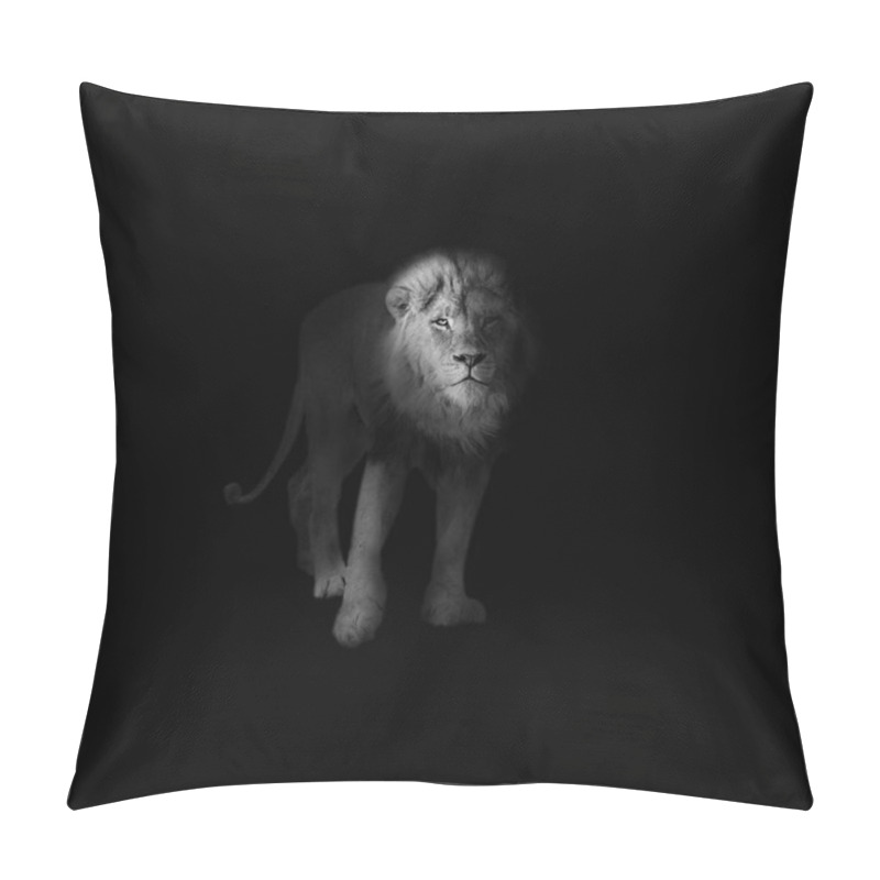 Personality  Monochrome Male Kalahari Lion Portrait Pillow Covers