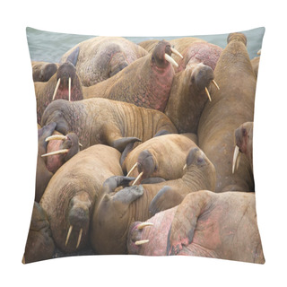 Personality  Crawling, Fighting, Sleeping Soundly - Atlantic Walruses On The Shore Of The Island Of Vaigach, Arctic, Barents Sea Pillow Covers