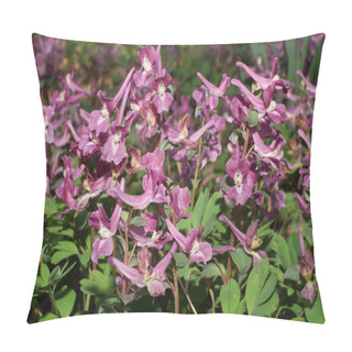 Personality   Close-up Of Spring Corydalis Solida Among Green Leaves With Pink Flowers On A Meadow In Spring In The Foothill Forest Of The North Caucasu Pillow Covers