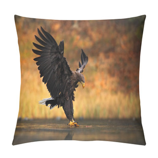 Personality  White-tailed Eagle Pillow Covers
