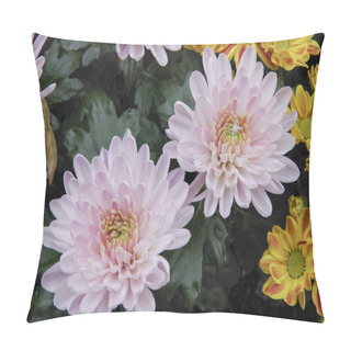 Personality  Pink Blooming Chrysanthemums Pillow Covers