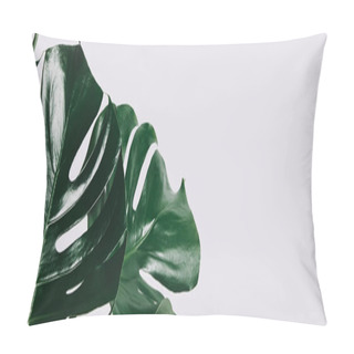 Personality  Close-up Shot Of Green Monstera Leaves Isolated On White Pillow Covers