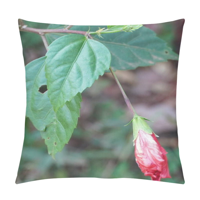 Personality  Chinese hibiscus flower bud in Garden, close up red hibiscus flowers bud on green leaf background - Latin name - Hibiscus rosa-sinensis. pillow covers
