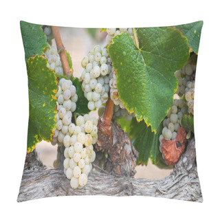 Personality  Vineyard With Lush, Ripe Wine Grapes On The Vine Ready For Harvest Pillow Covers