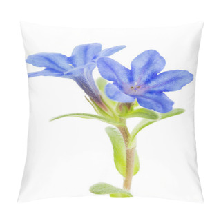 Personality  Lithodora Diffusa Flower On White Pillow Covers