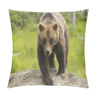 Personality  Grizzly Bear Pillow Covers