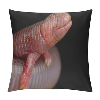 Personality  Four-toed Worm Lizard (Bipes Canaliculatis) Pillow Covers