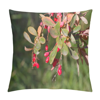 Personality  Branch Of Common Barberry On Sky Background. European Barberry Red Fruits. Pillow Covers
