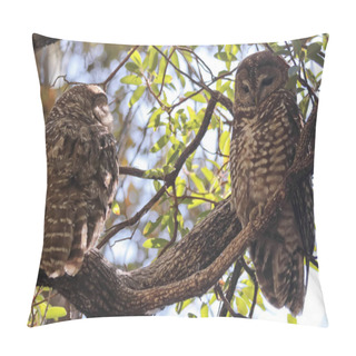 Personality  A Breeding Pair Of Mexican Spotted Owls Pillow Covers