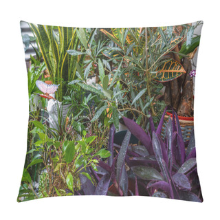 Personality  Set Of Plants, Pots And Assorted Decorative Objects On A Terrace With Wet Acacia Plank Flooring With Tradescantia Pallida, Sanseveria, Olive, Cactus, Croton Petra And Ficus Bejamina Pillow Covers
