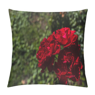 Personality  Close Up View Of Red Rose Flowers With Green Leaves At Background Pillow Covers