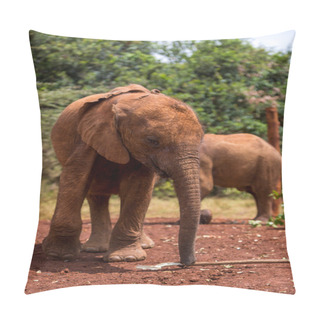 Personality  Elephants Roaming Around Bush Pillow Covers