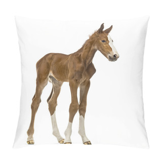 Personality  Foal Isolated On White Pillow Covers