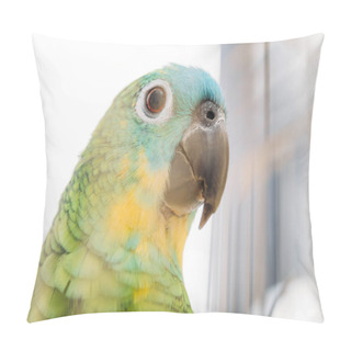 Personality  Selective Focus Of Adorable Bright Multicolored Amazon Parrot Head Pillow Covers