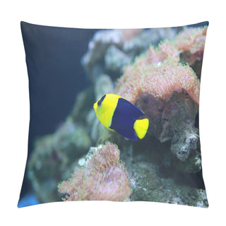 Personality  Bicolor Angelfish (Centropyge Bicolor) Pillow Covers
