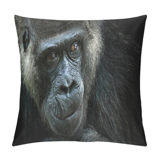 Personality  Detail Head Portrait Of Big Black Monkey With Beautiful Eyes, Gabon, Africa. Pillow Covers