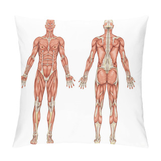 Personality  Anatomy Of Male Muscular System - Posterior And Anterior View - Full Body Pillow Covers