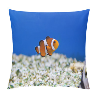 Personality  Clown Fish Pillow Covers