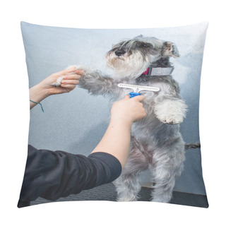Personality  Miniature Schnauzer In A Hairdressing Session In A Veterinary Clinic Pillow Covers