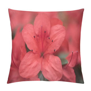 Personality  Selective Focus Of Beautiful Fresh Blooming Red Flowers  Pillow Covers
