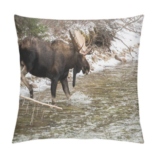 Personality  Bull Moose In National Park, Jasper, Canada Pillow Covers