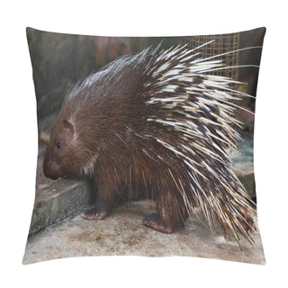 Personality  Close Up The Malayan Porcupine Animal  Pillow Covers