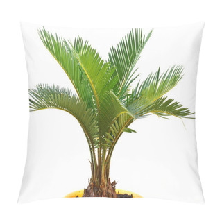 Personality  Sago Palm Pillow Covers