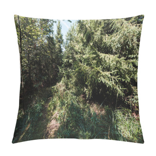 Personality  Sunshine On Evergreen Firs In Tranquil Forest  Pillow Covers