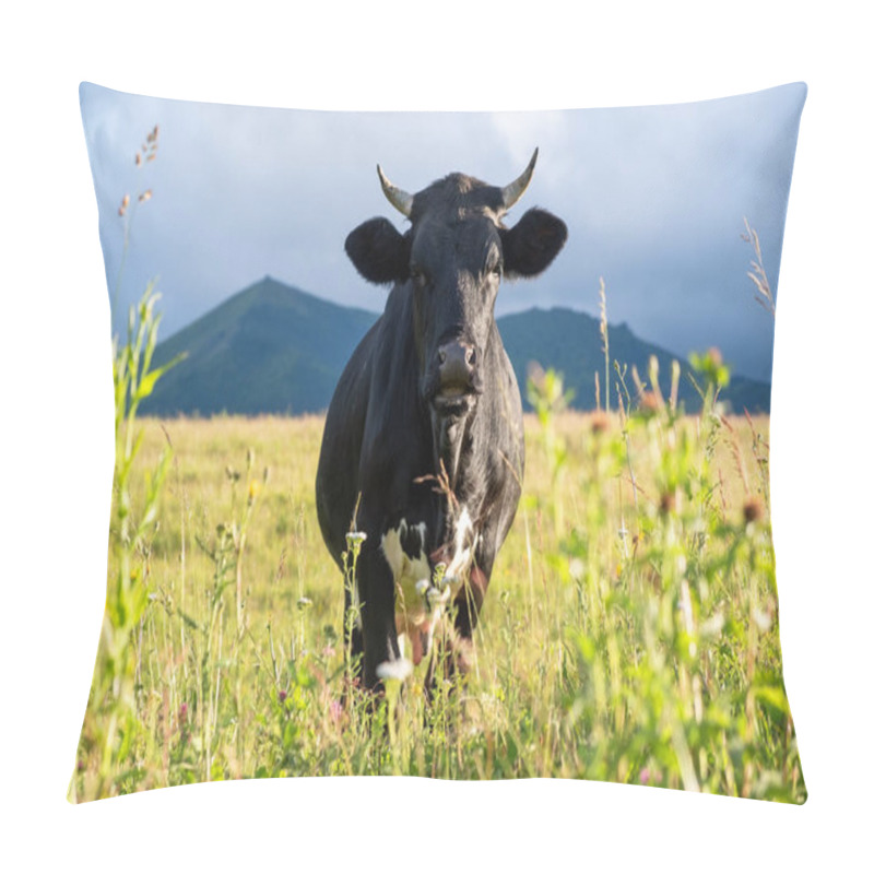 Personality  Cow on the field. Composition with animal on the farm pillow covers