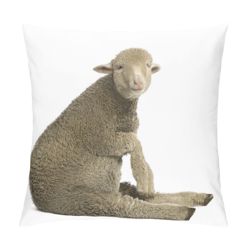 Personality  Merino lamb, 4 months old, sitting in front of white background pillow covers