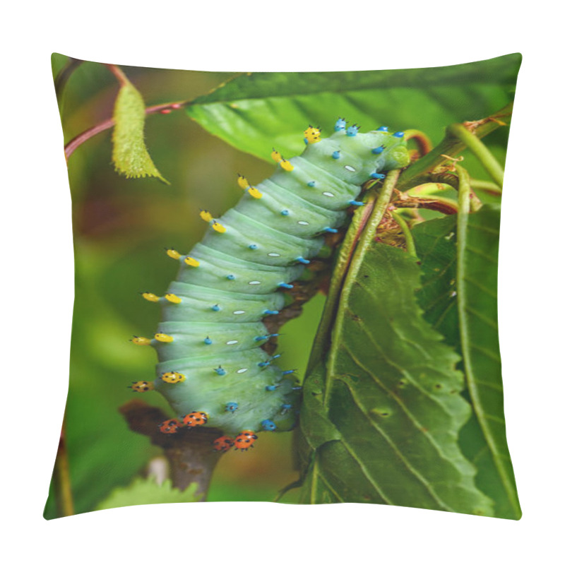 Personality  Cecropia Moth - Hyalophora Cecropia, Beautiful Large Colored Moth From North American Forests And Woodlands, USA. Pillow Covers
